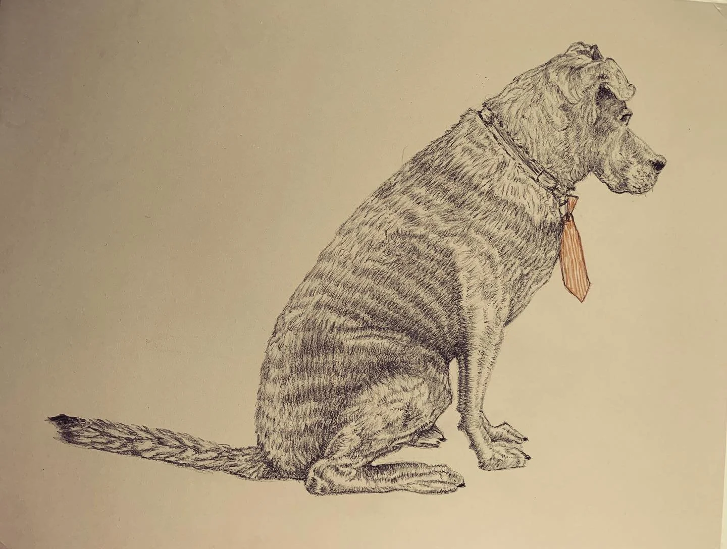 Willie part 2 #watercolorillustration watercolor pencil #pencildrawing #dogoftheday