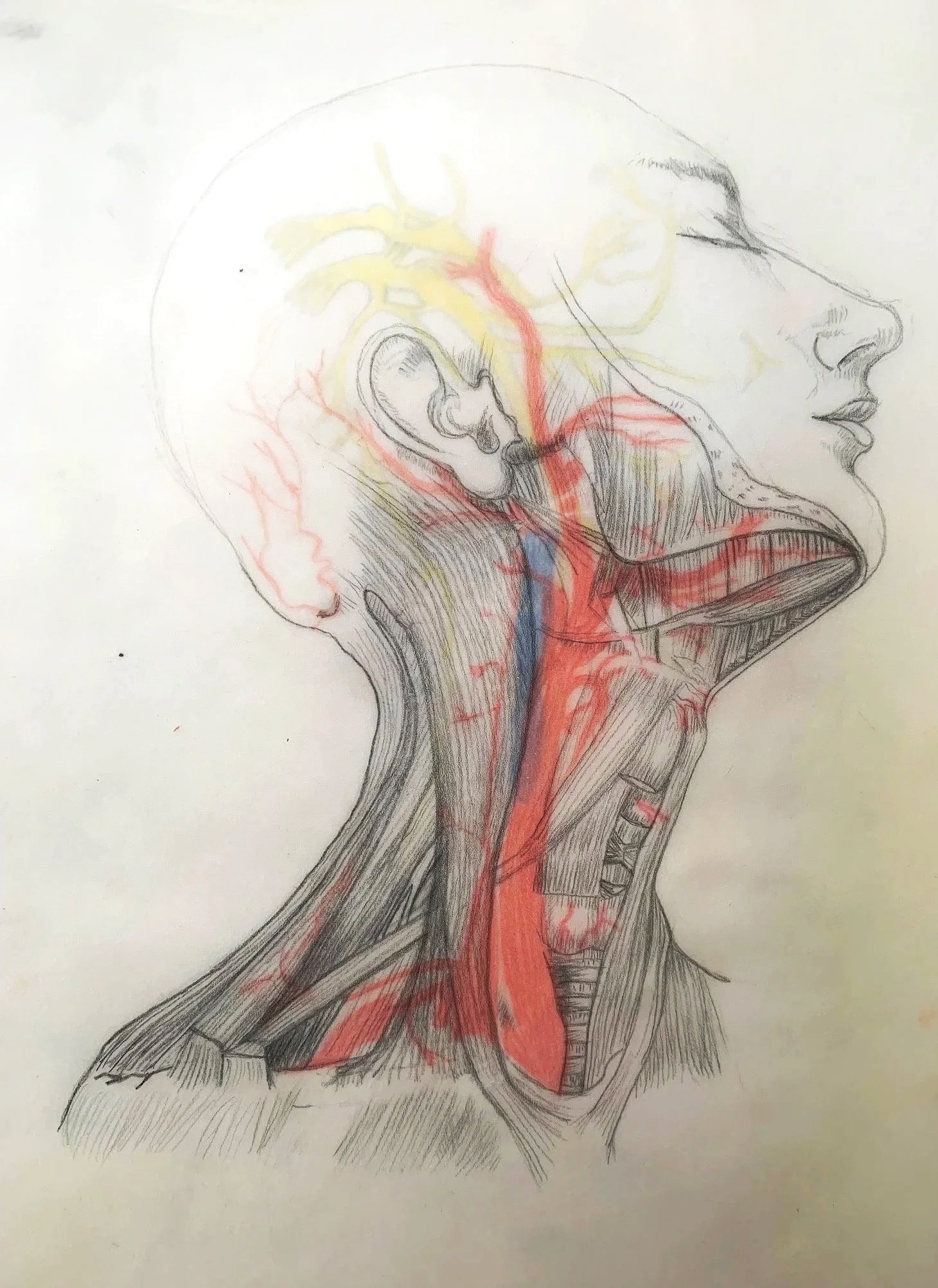 head%2Bwebsite.jpg