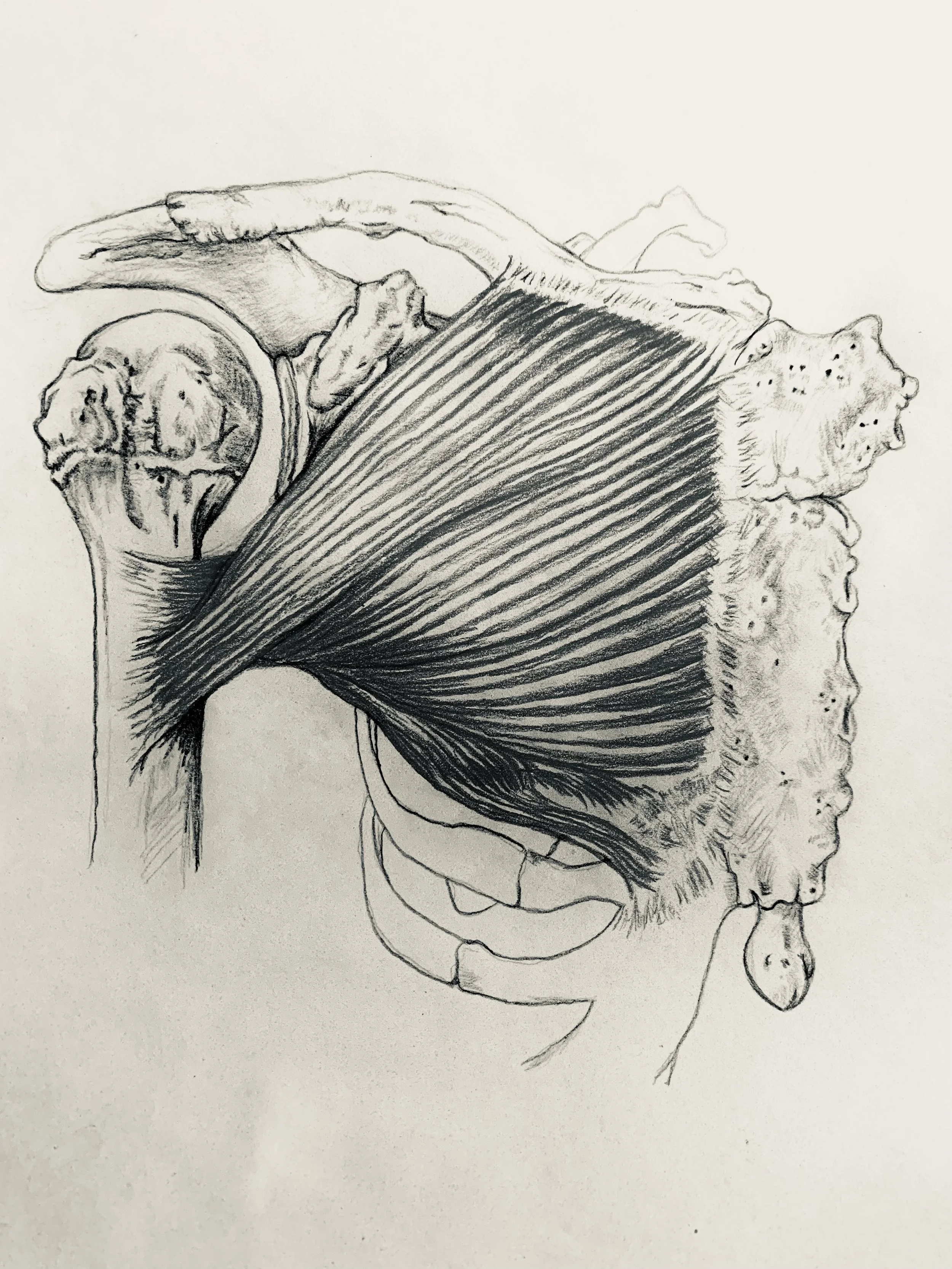pectoralis.jpg