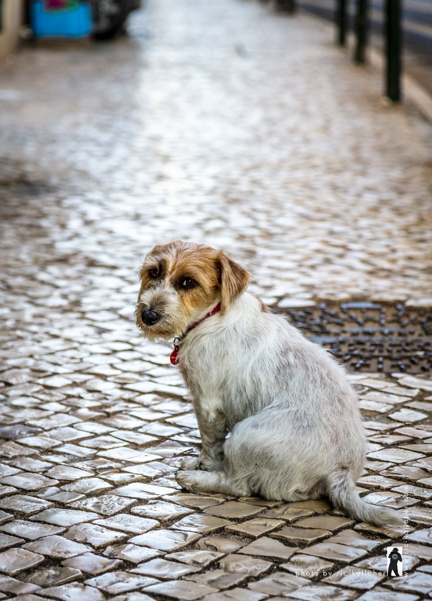 lisboa-streetlife-bar-bistro-cachorro-ric-kallaher-photo-0077.jpg