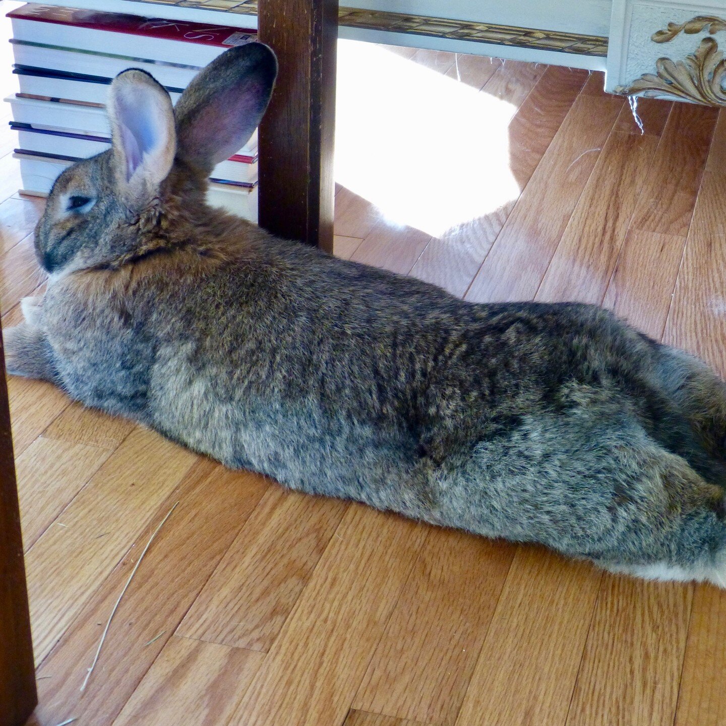 In preparation for Easter, posting Shakespeare, my smug bunny!