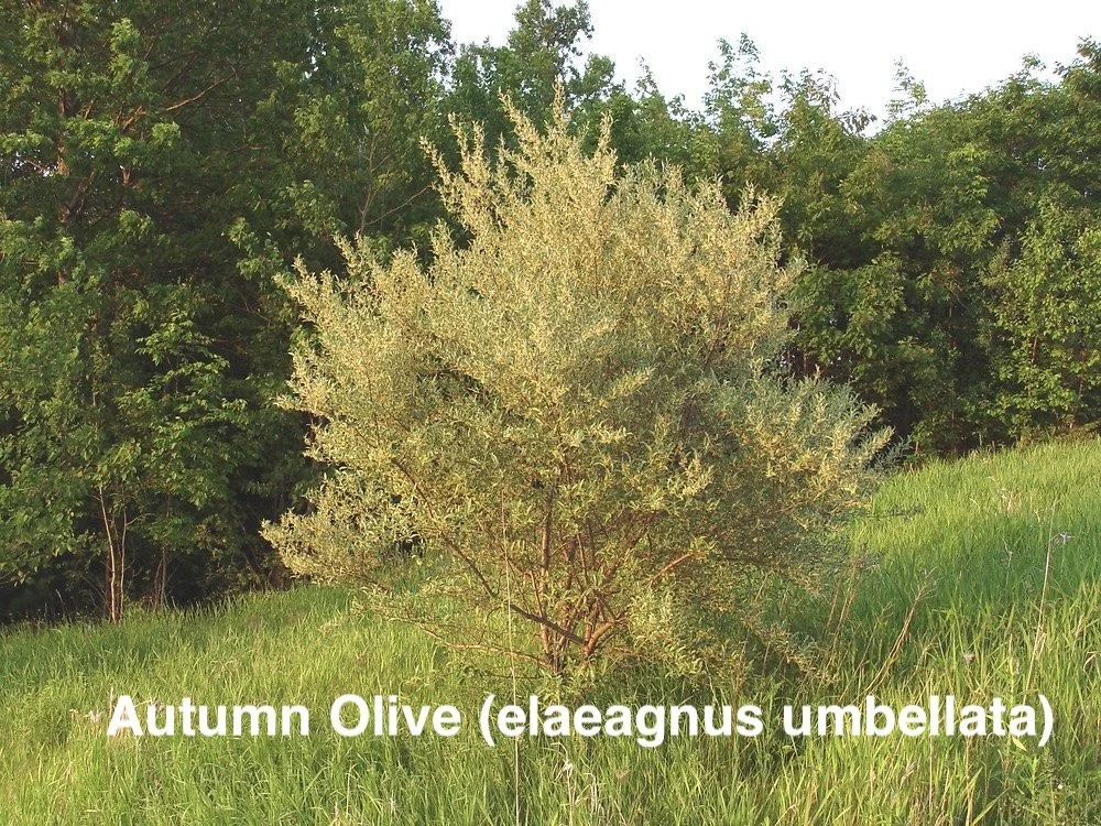 Autumn Olive (Elaeagnus umbellata).jpg