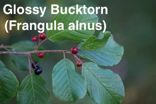 Glossy Bucktorn (Frangula alnus).jpg