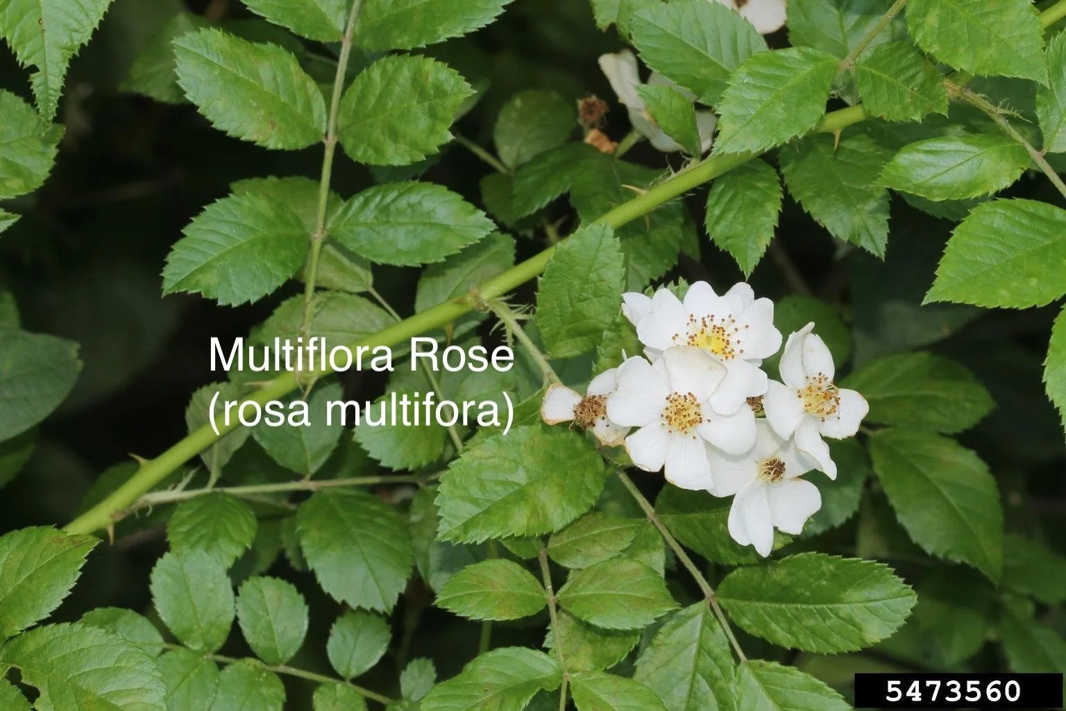 Multiflora Rose (rosa multiflora rose).jpg