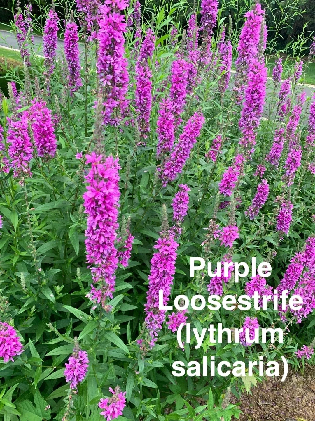 Purple Loosestrife (Lythrum salicaria).jpeg