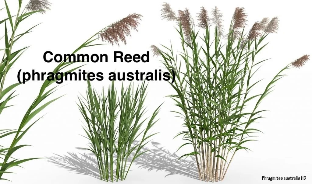 Common Reed (Phragmites australis).jpeg