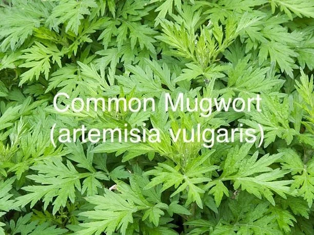 Common Mugwort (artemisia vulgaris) .jpg