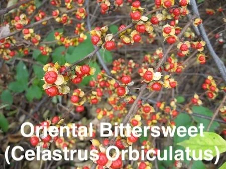 Oriental Bittersweet (Celastrus Orbiculatus) copy.jpg