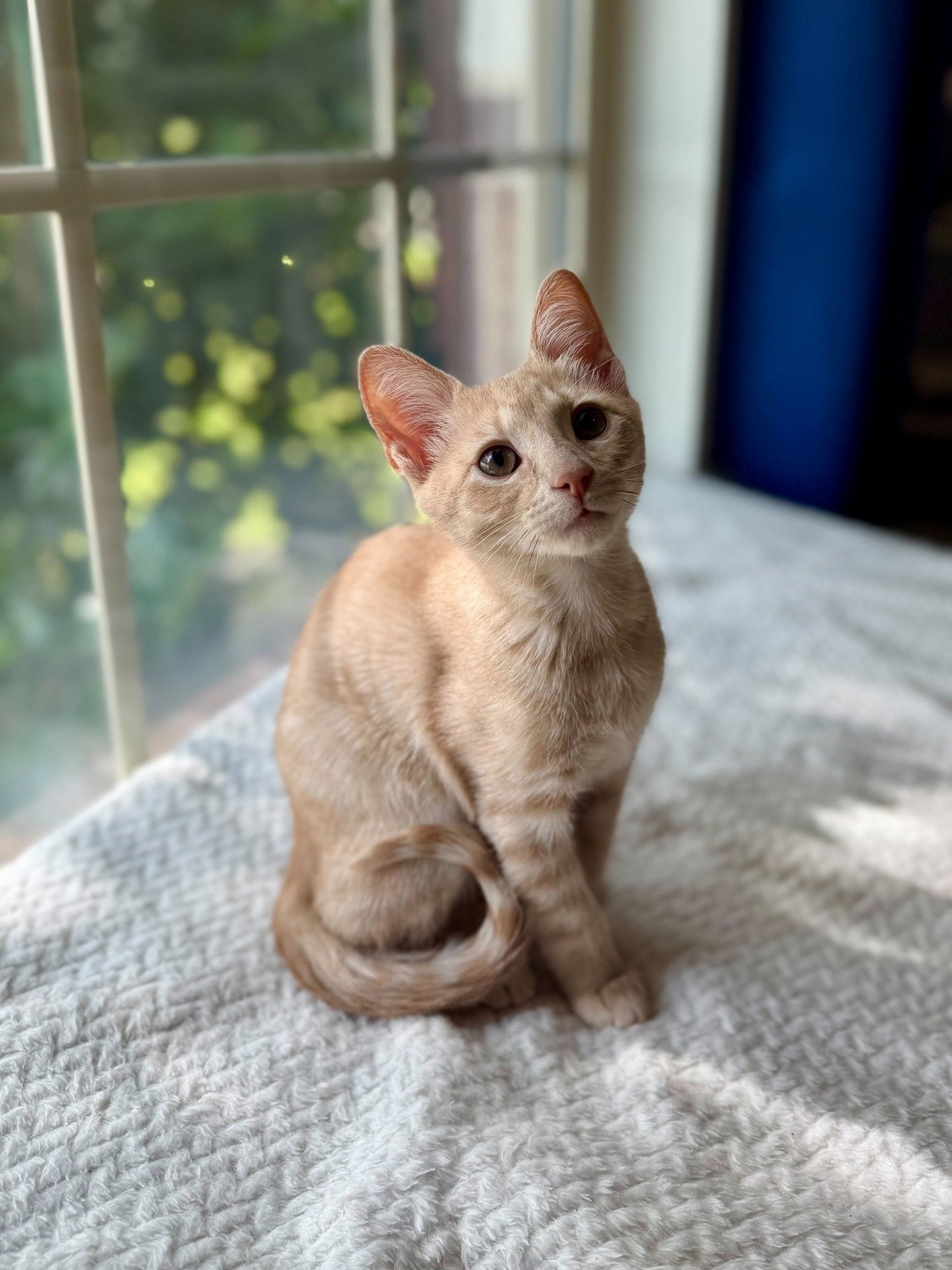 Astro: Foster Care
