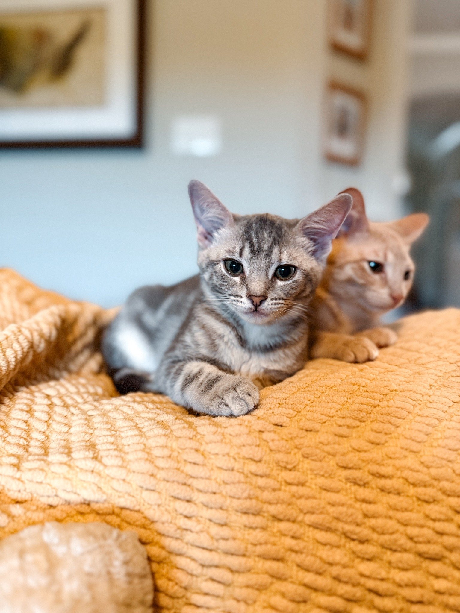 Orion: Foster Care