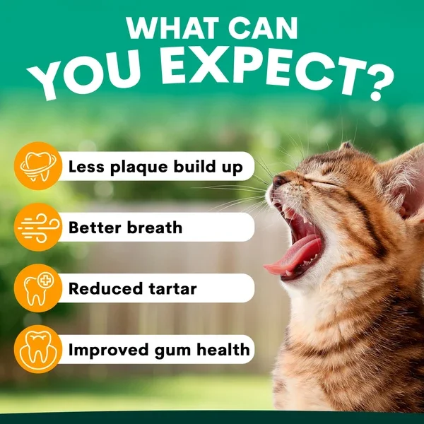 CatPQWhattoexpect-min_600x.webp