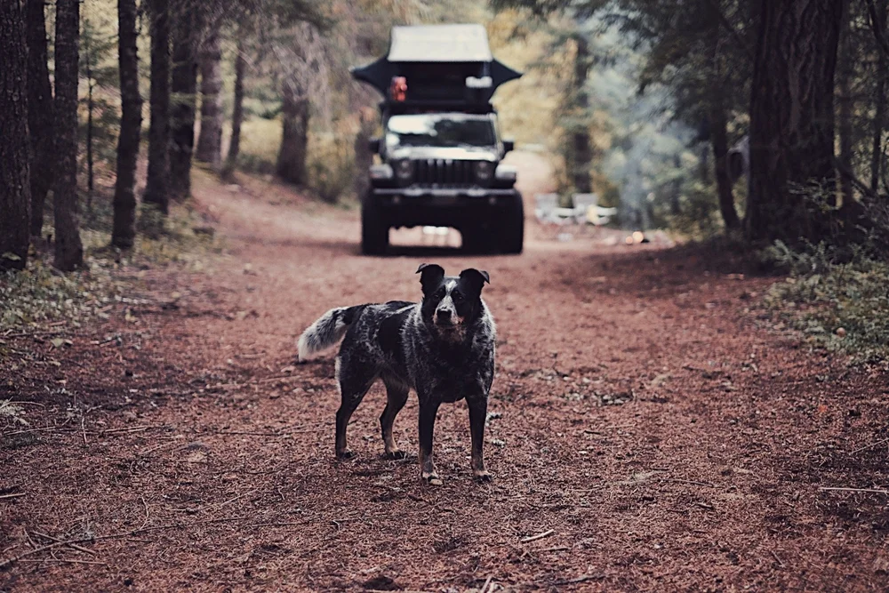 38FEF747-0018-4F86-95B9-F45E596C8458.jpeg