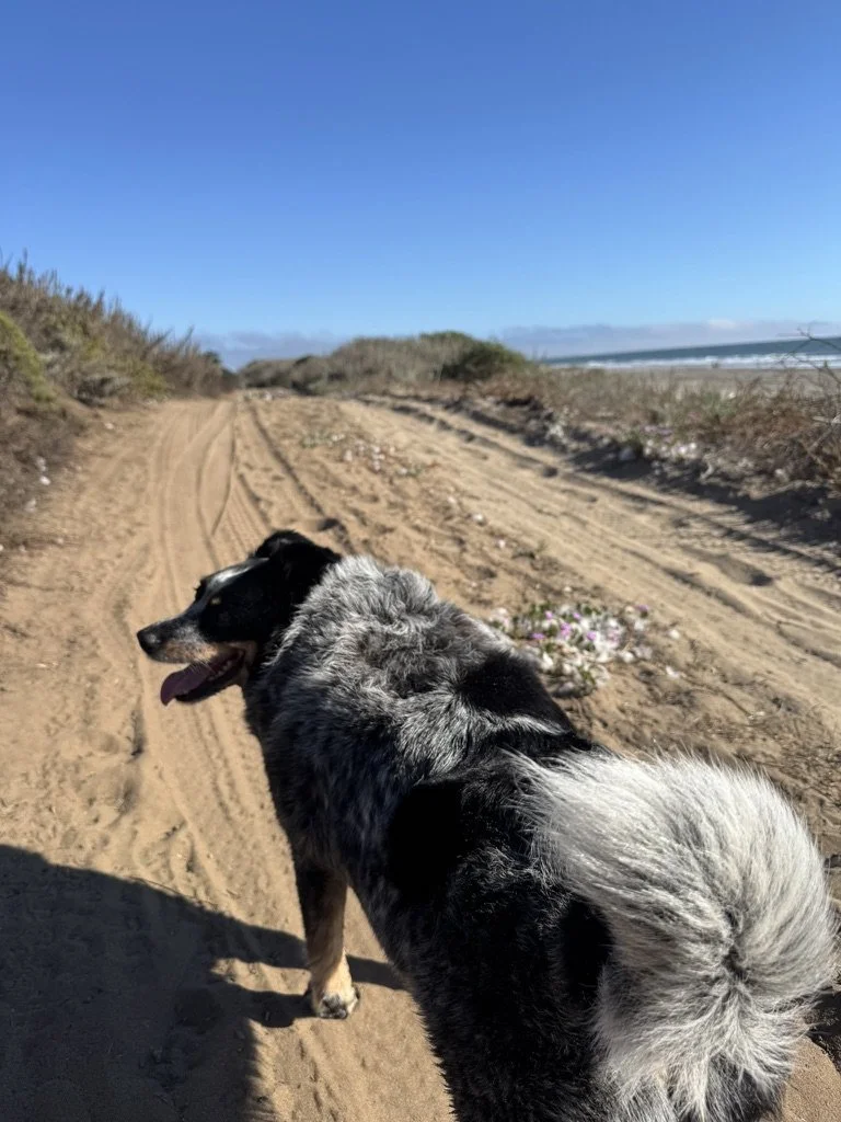 3D74E12C-C8CC-4129-A86E-5686256BD595_1_105_c.jpeg