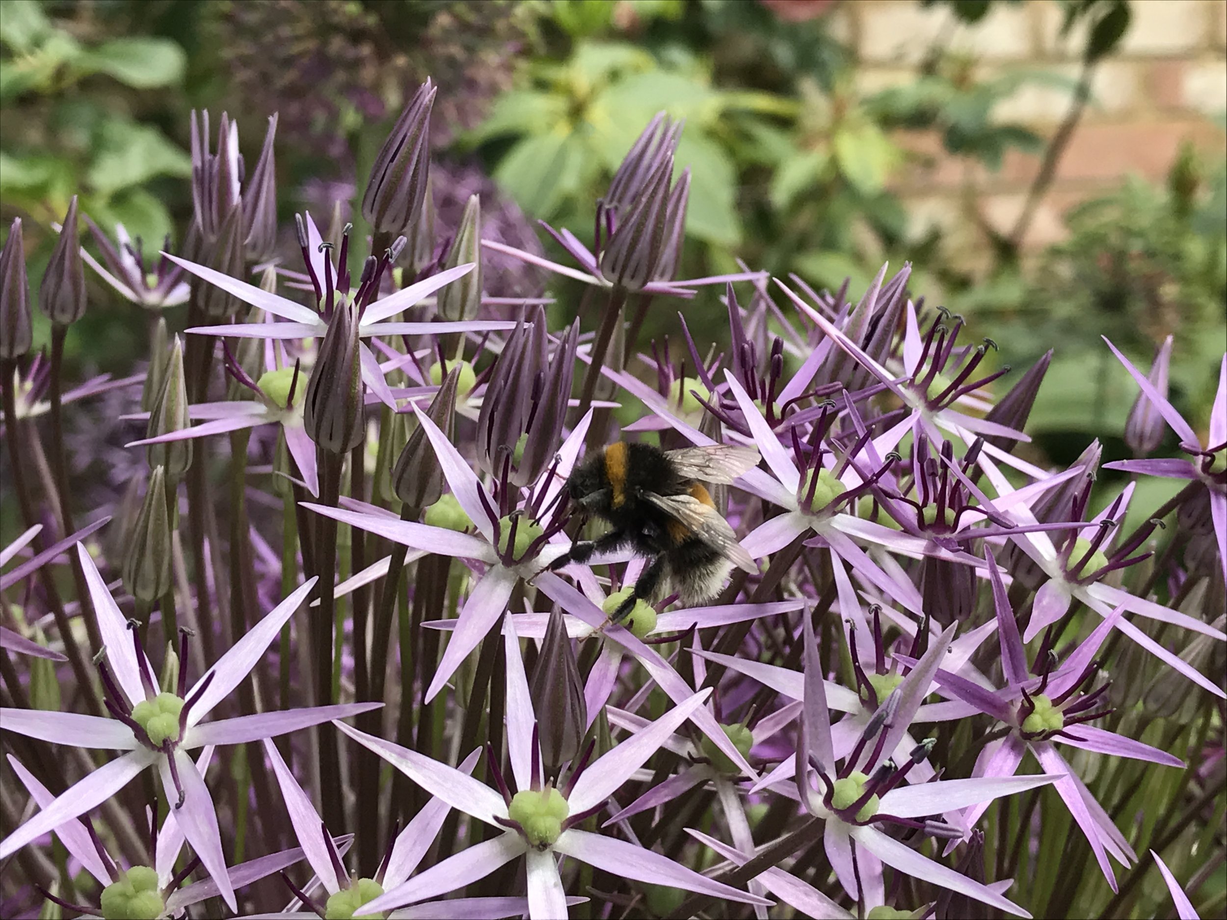 Close-up of a bumblebee collecting nectar from light purple star-shaped flowers in a garden setting.