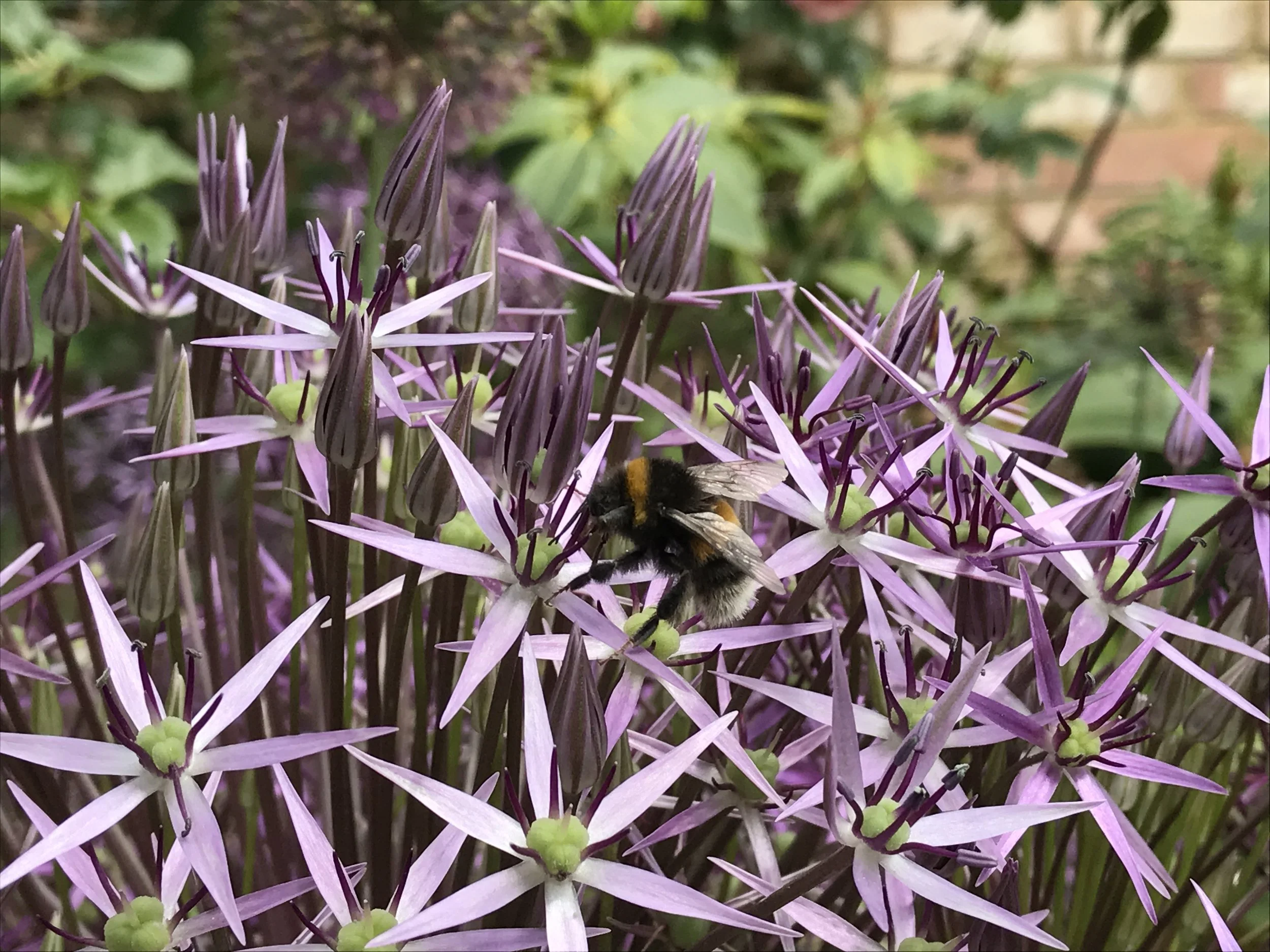 A bee collecting nectar from purple star-shaped flowers in a garden.