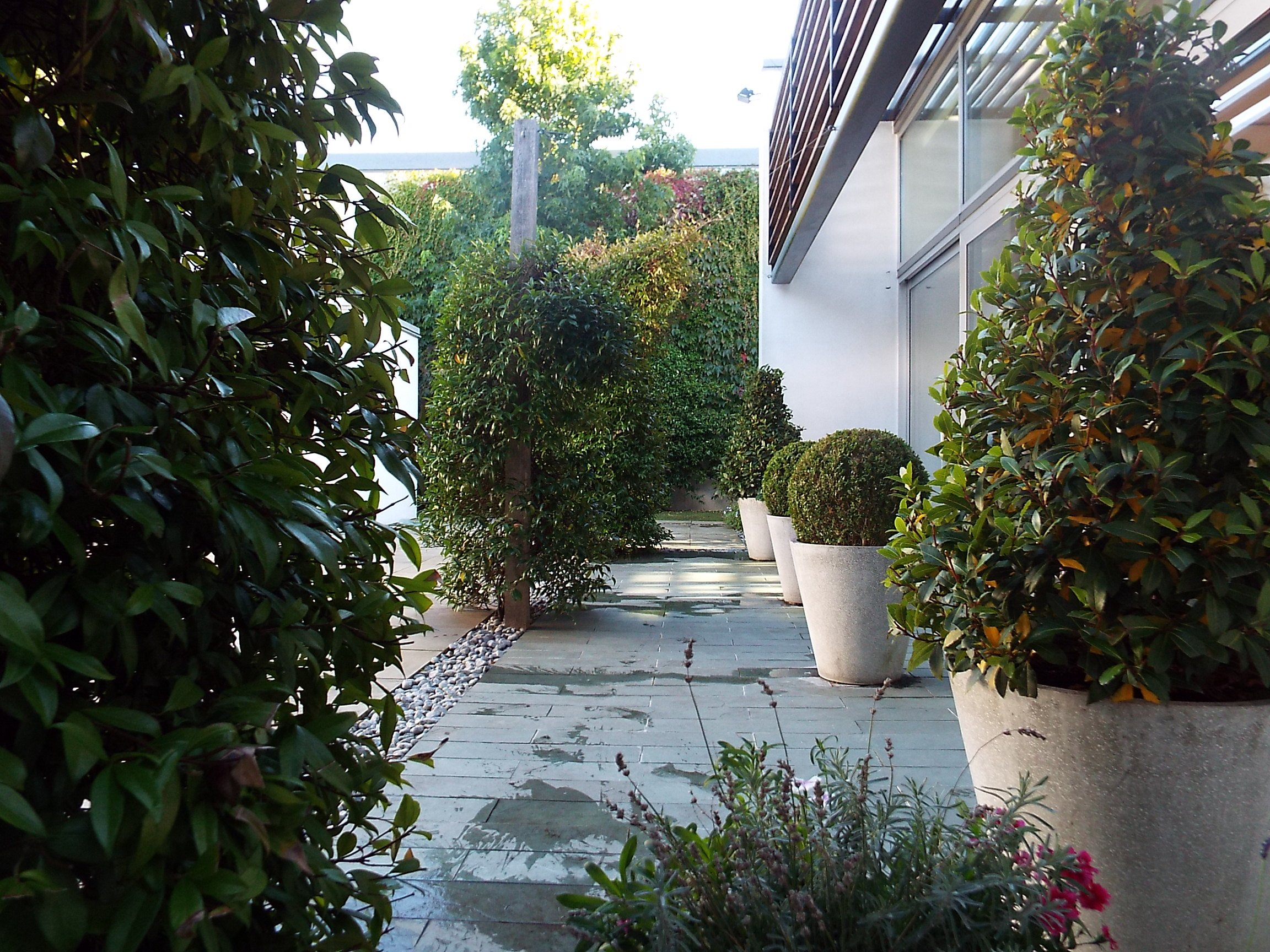 A pathway lined with large planters containing spherical bushes, with various green plants and trees in the background, and the exterior of a modern building with glass windows. Sunlight filters through the foliage.