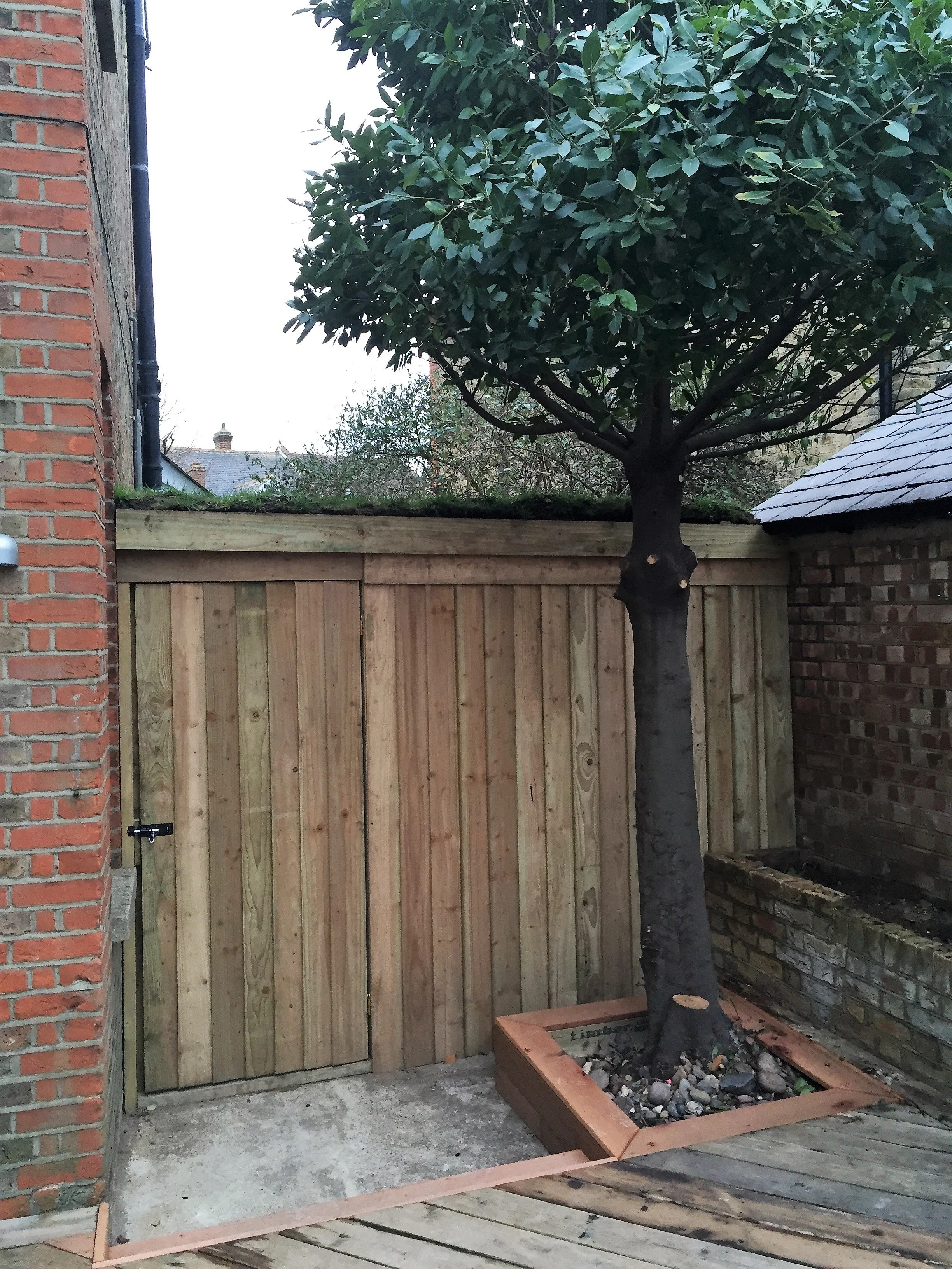 A tree planted in a square wooden planter with rocks, surrounded by a wooden deck and a new wooden fence in a backyard.