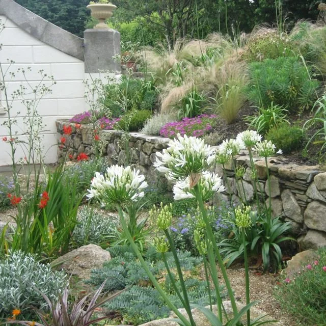 A lush garden with various flowering plants, green shrubs, and ornamental grasses, bordered by a stone wall and a white fence.
