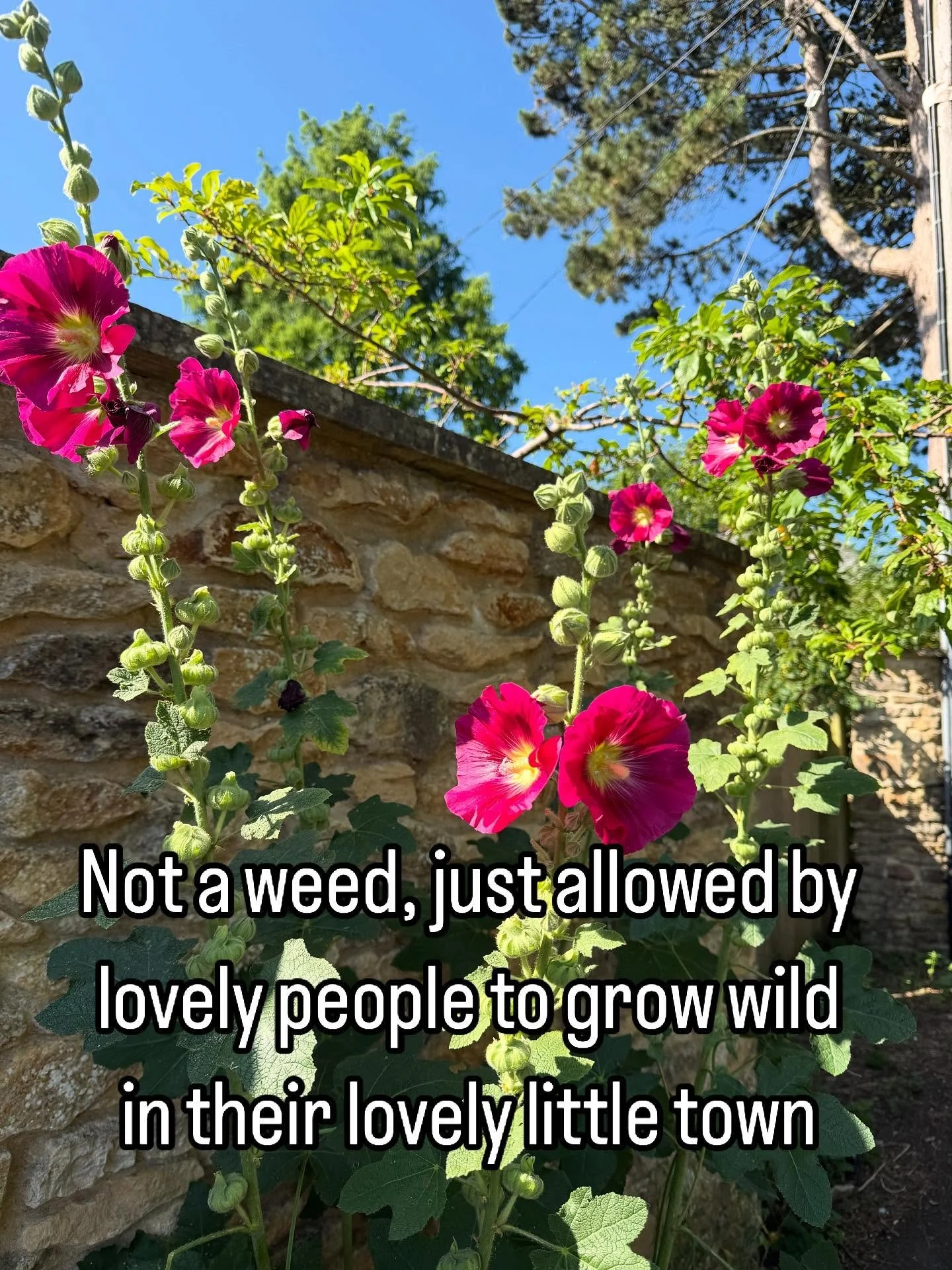 Let the flowers grow wild baby! Walking our dog early doors this morning and I was blown away by the amount of Hollyhocks growing wild everywhere. Respect to my fellow humans for just letting them do their thing . Wouldn&rsquo;t it be great to see mo
