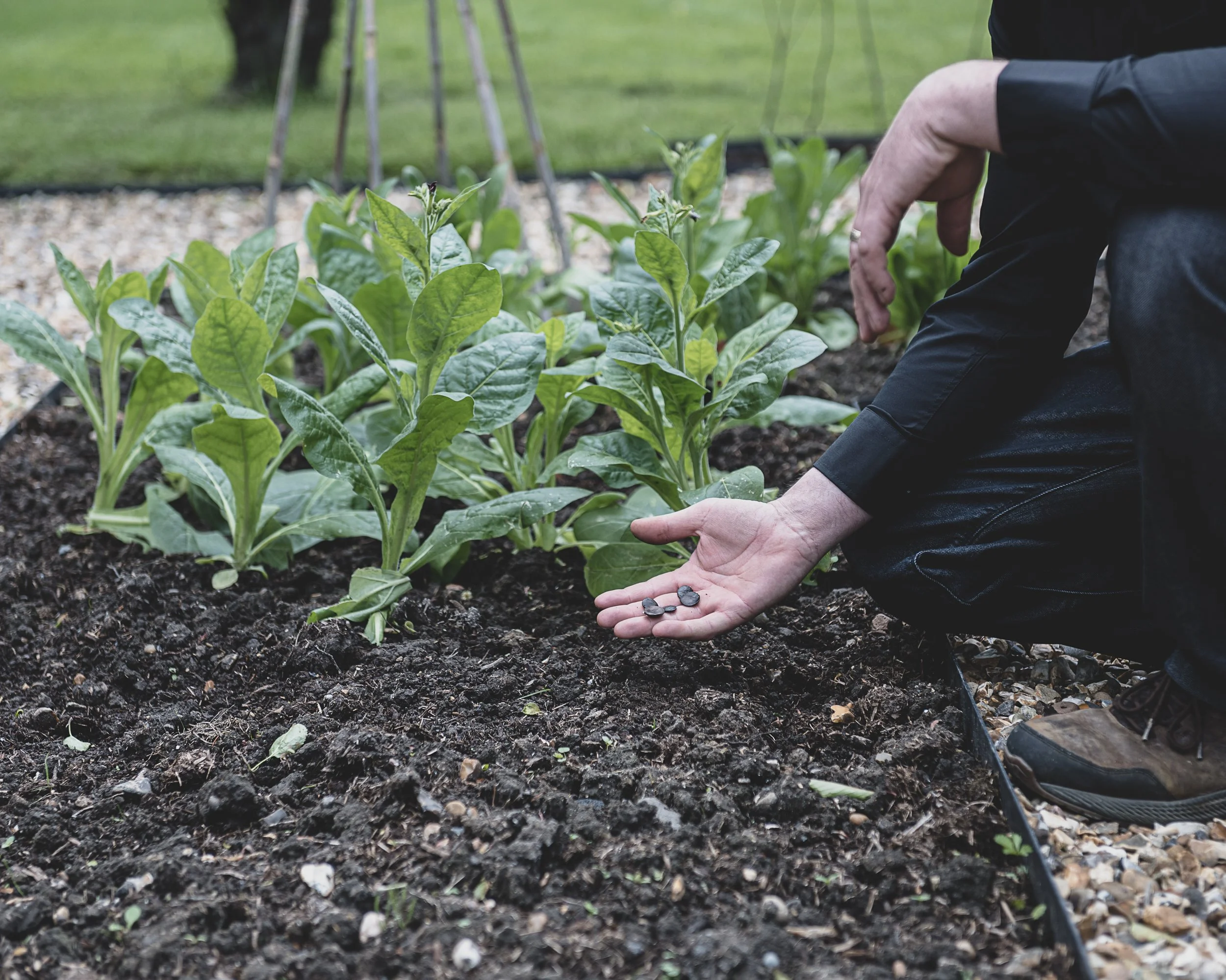 A person kneeling in a garden bed, planting or tending to young green vegetable plants, passing small seeds or stones from their hand.