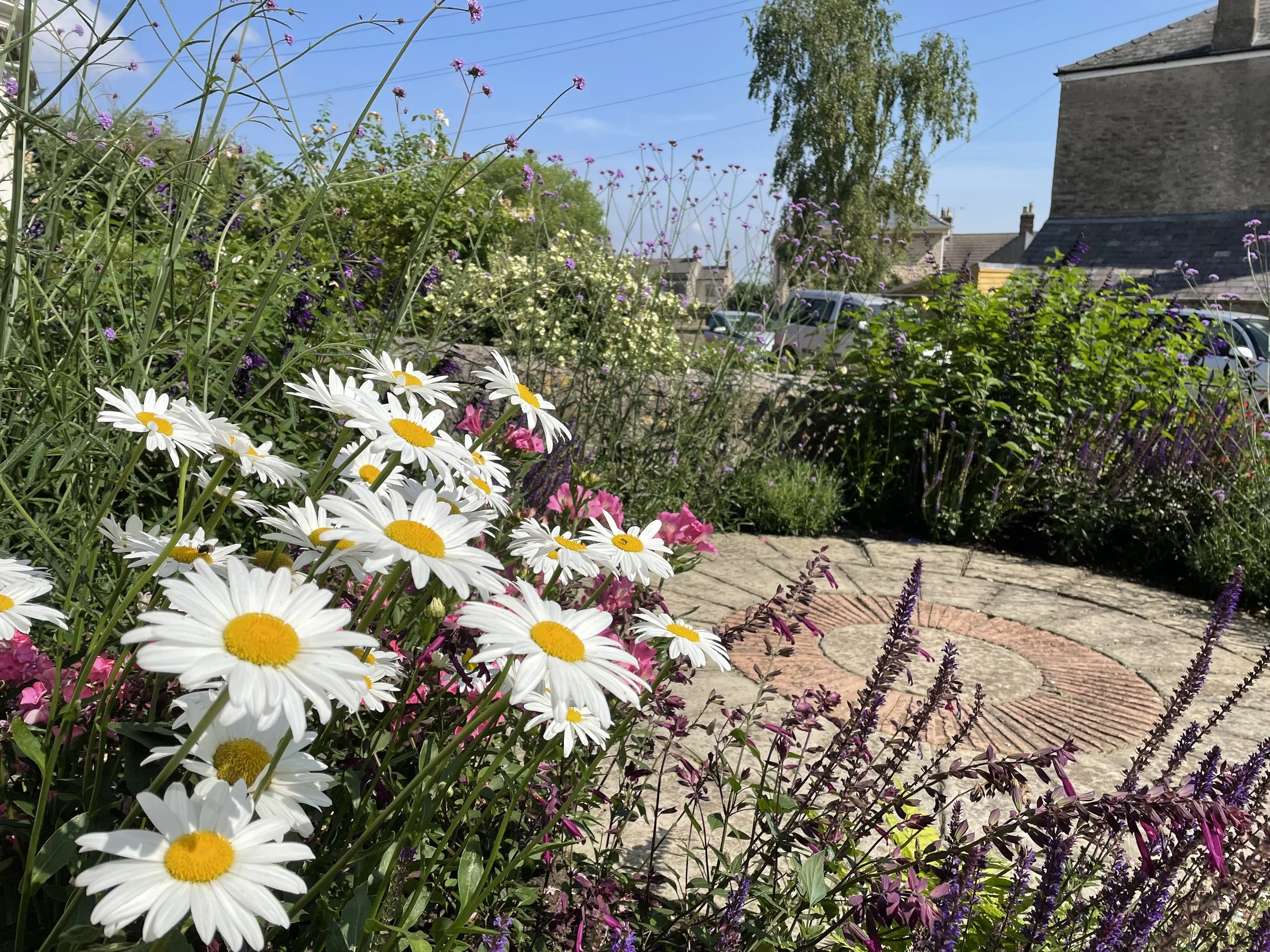 A garden with white daisies, purple, pink, and white flowers, a brick pathway, and a parking lot in the background on a sunny day.