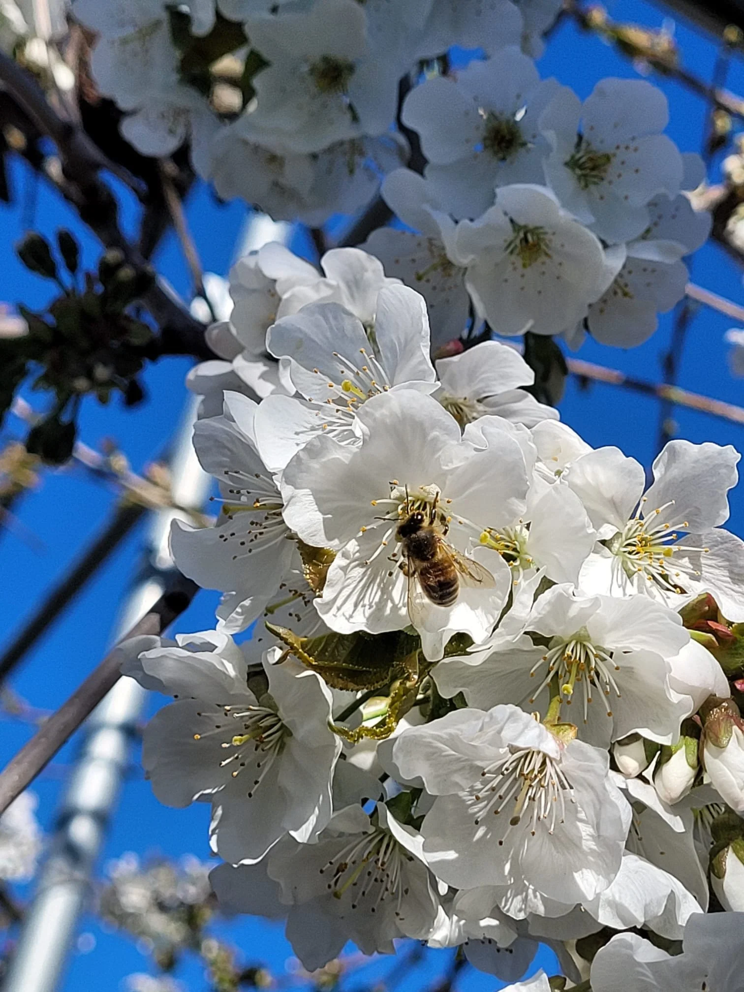 Bloemetjes en bijtjes