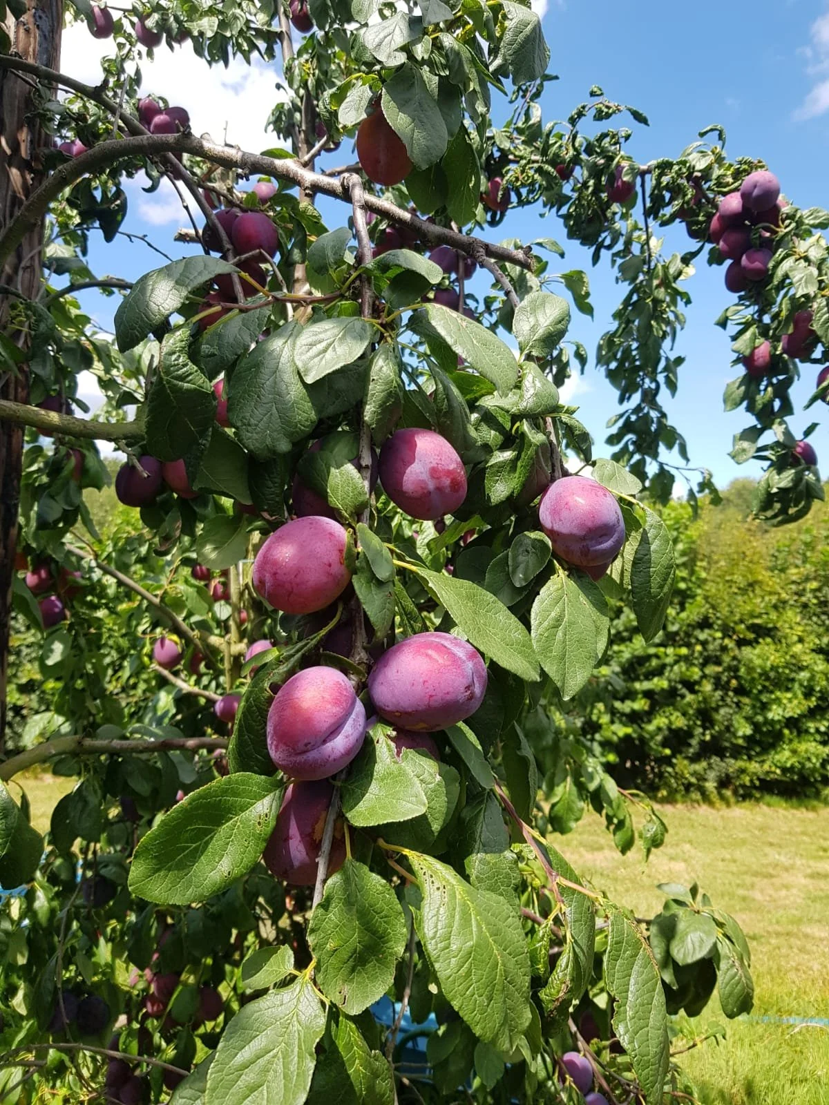 7304830f-ba55-46b9-957f-0db2692eaa3c 3.JPG