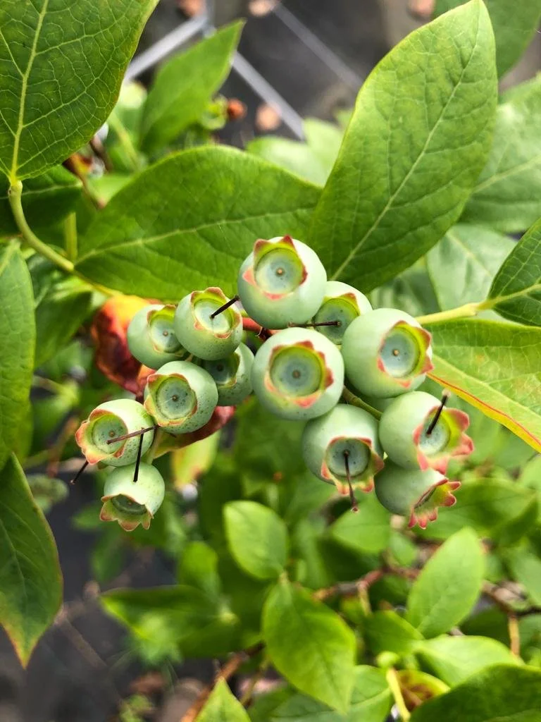 bec1f16b-4da8-4aaf-a3b2-fbbf9bed7030 2.JPG