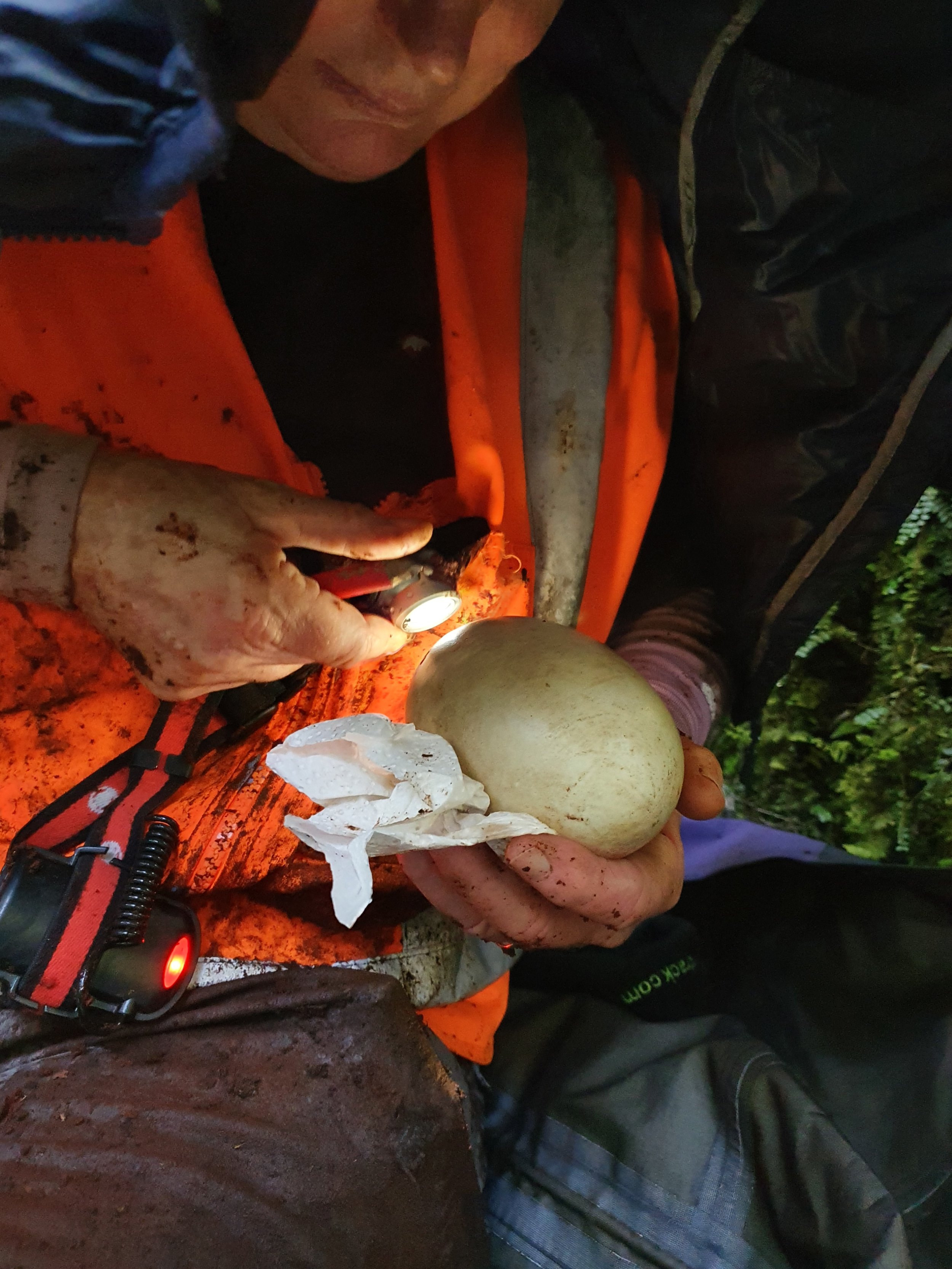 Inspecting a kiwi egg