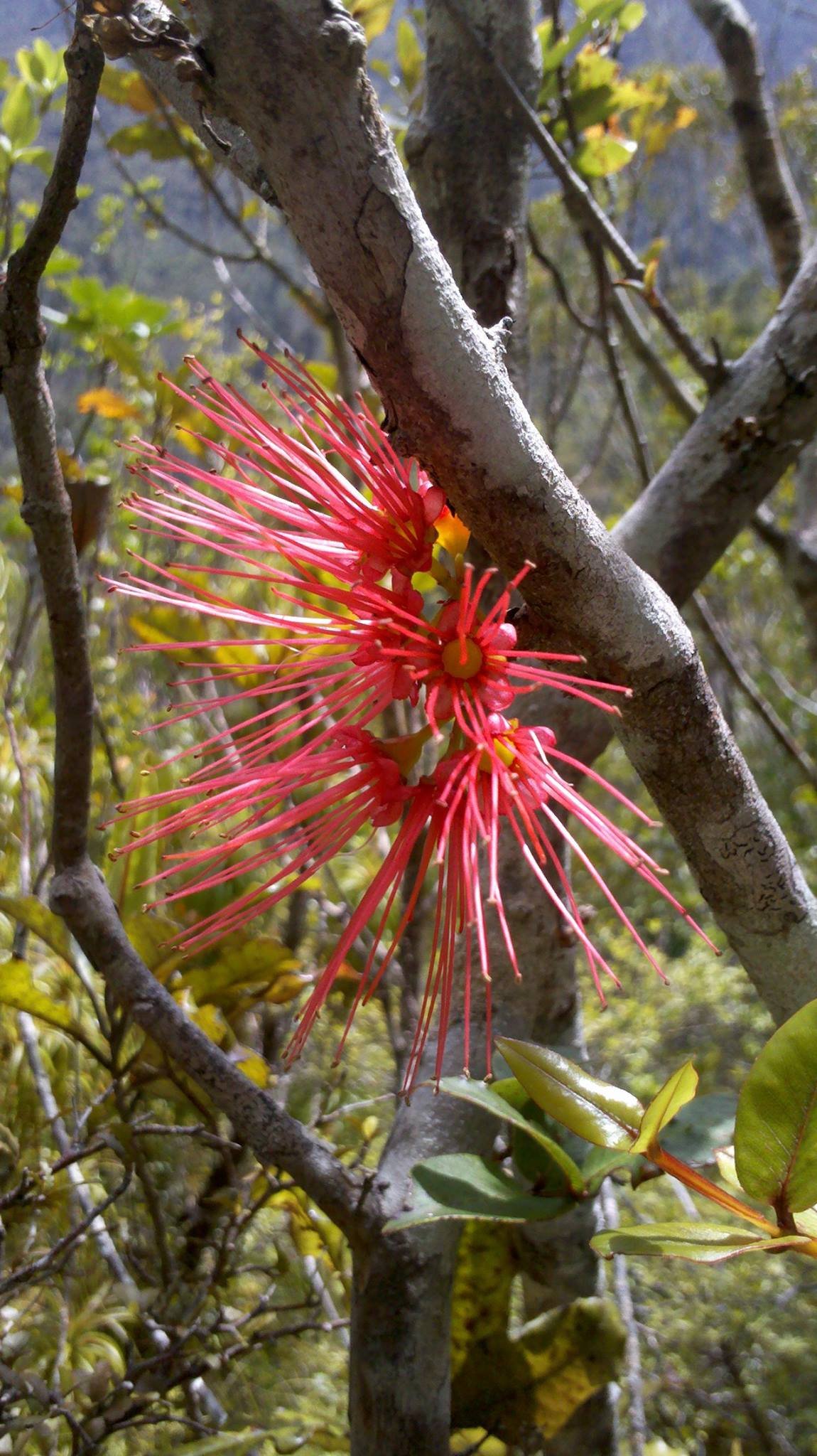 Rata flowers
