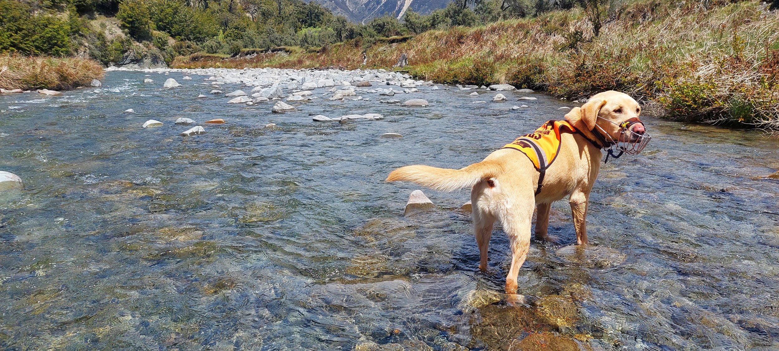 Tui the whio dog searching for ducks