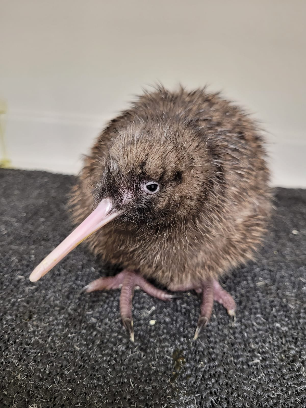 Kiwi chick at Willowbank (photo c Willowbank)