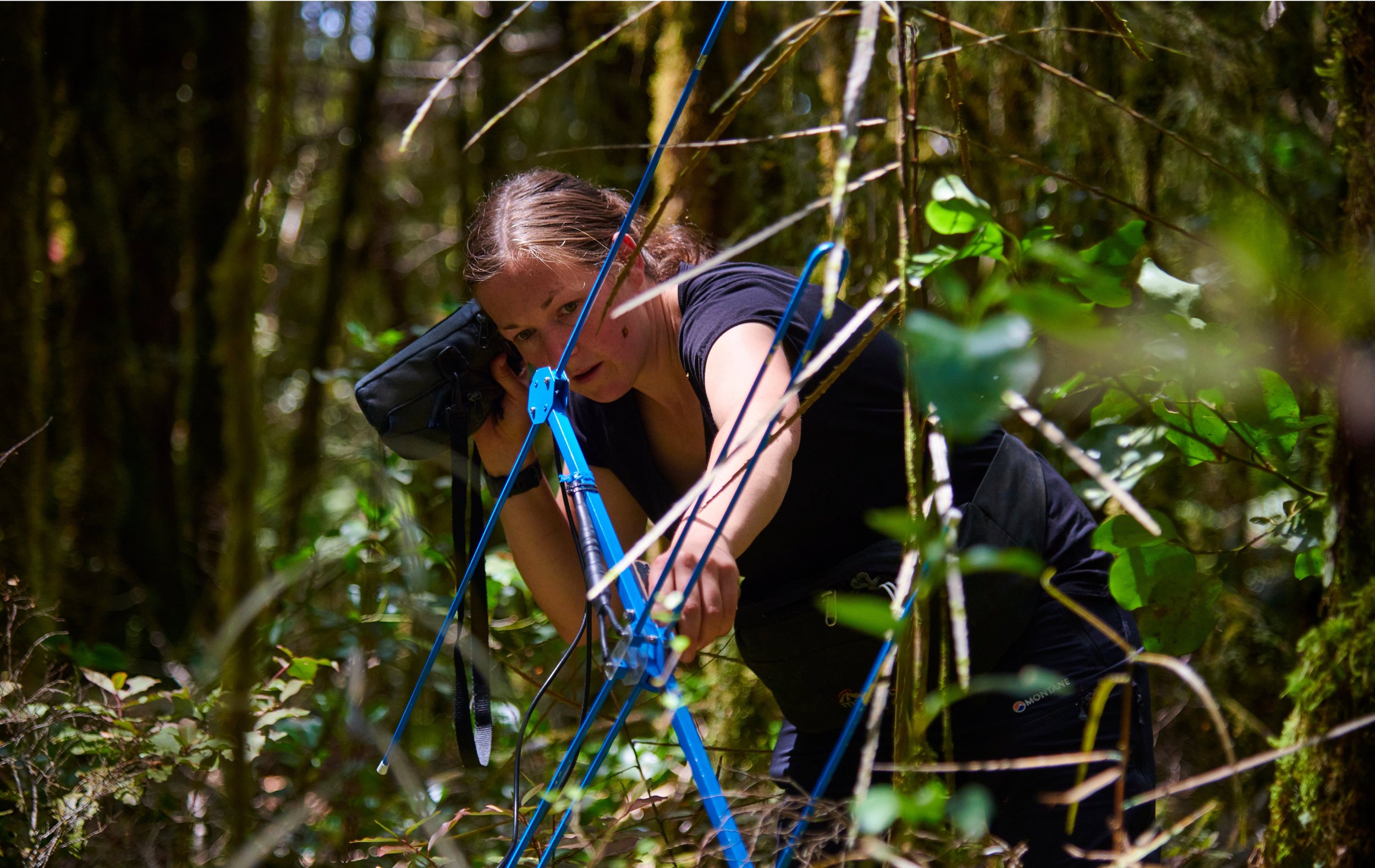 Kiwi Ranger tracking a kiwi with yagi aerial