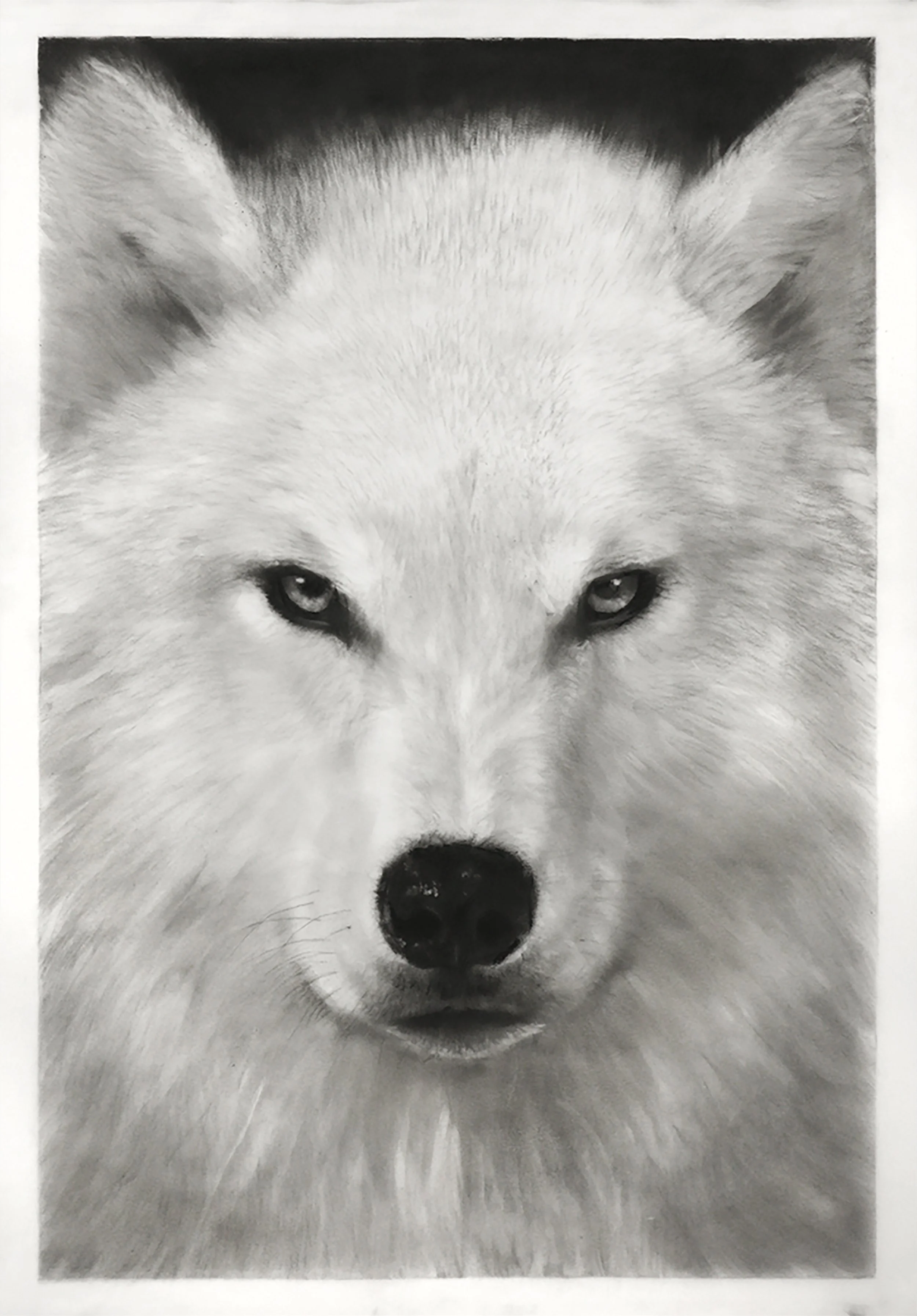 Robert Longo Study of Wild Wolf , 2022 Ink and charcoal on vellum