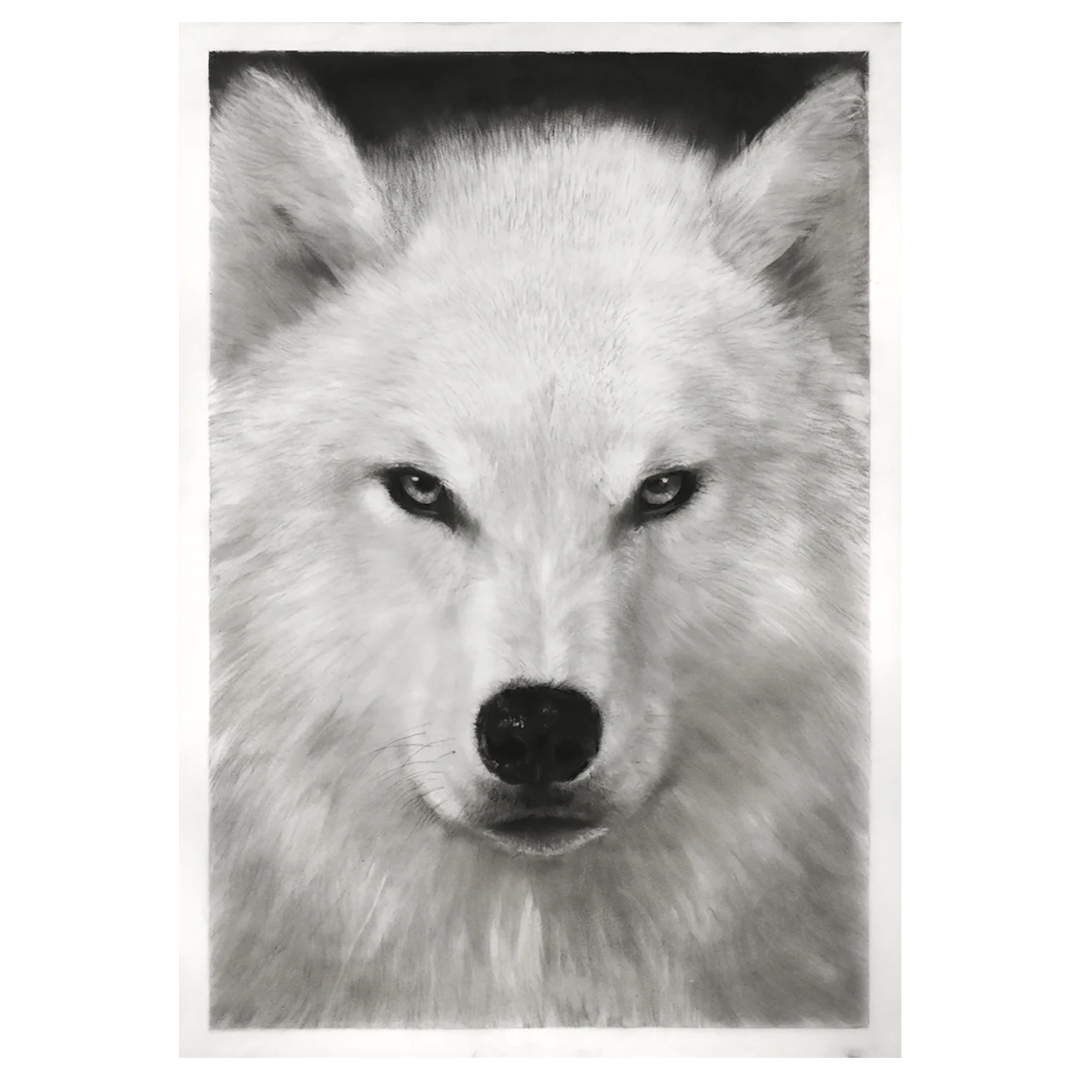  ROBERT LONGO  Study of Wild Wolf , 2022 Ink and charcoal on vellum 
