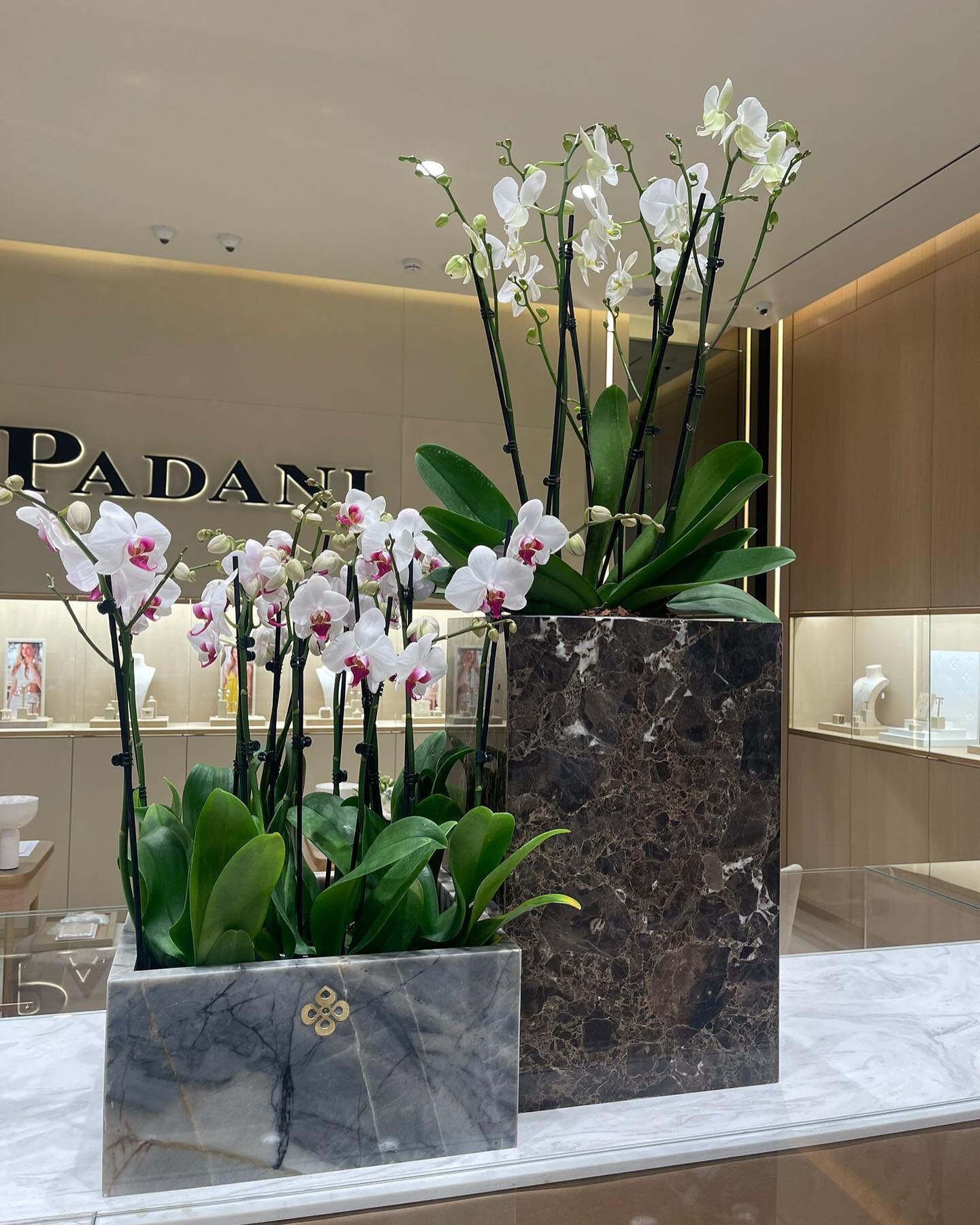 Marble Plant Pots: Finishing touches at PADANI Haifa @padaniofficial

 שירותי הסטודיו שלנו כוללים:
▫️ תכנון אדריכלי. הכולל תוכניות עבודה למכרז קבלנים וביצוע. 
▫️ עיצוב פנים, הכולל הדמיות. 
▫️ תכנון נגרות, הכולל סט תוכניות למכרז וביצוע. 
▫️ ליווי לבחי