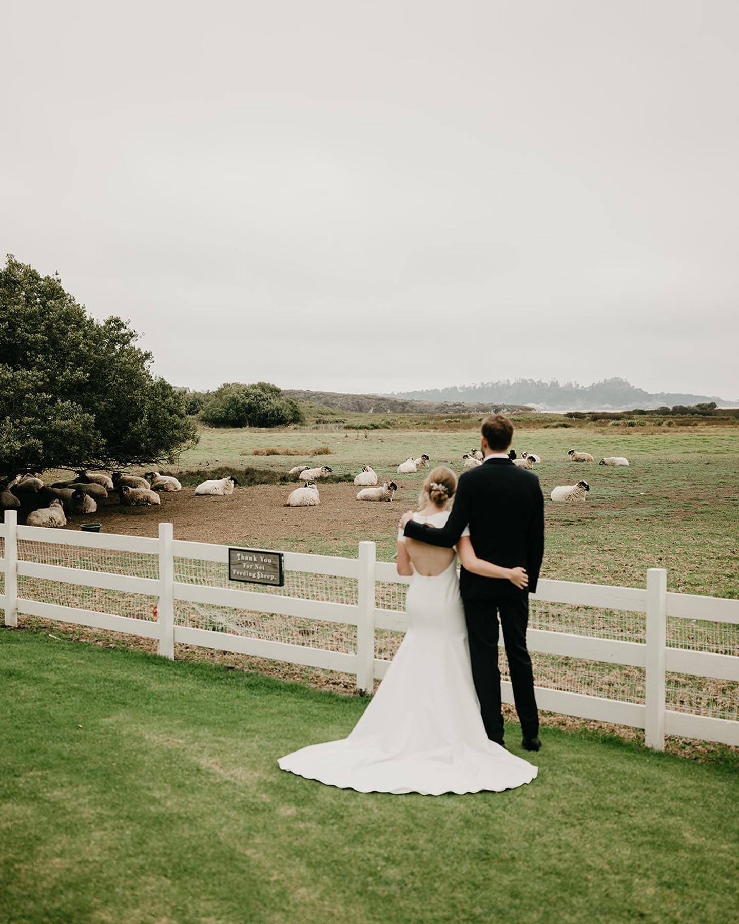 The historic Mission Ranch has some of the best views if you want to share your wedding day with some grazing friends 🤗🐑 Dating all the way back to the 1800s, the charm this place has is hard to beat 🌾

Photographer: @hellobrandonscott
Planning: @