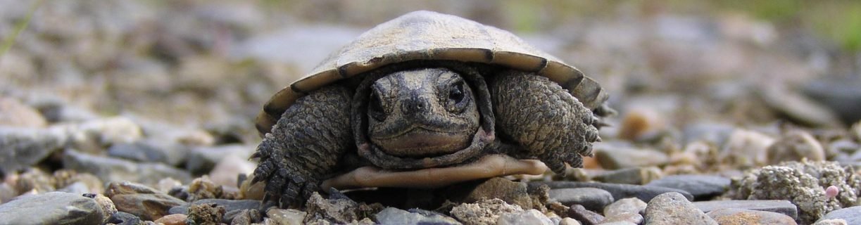 blanding-turtle.jpg