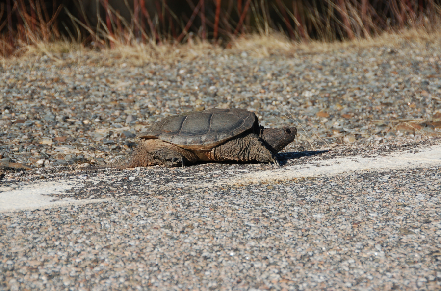 blanding-turtle-on-the-road.png