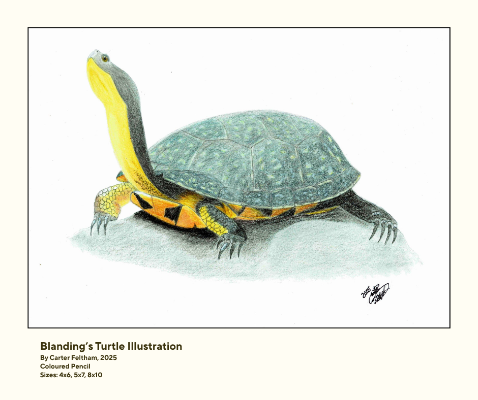 blanding-turtle-by-carter-feltham.png
