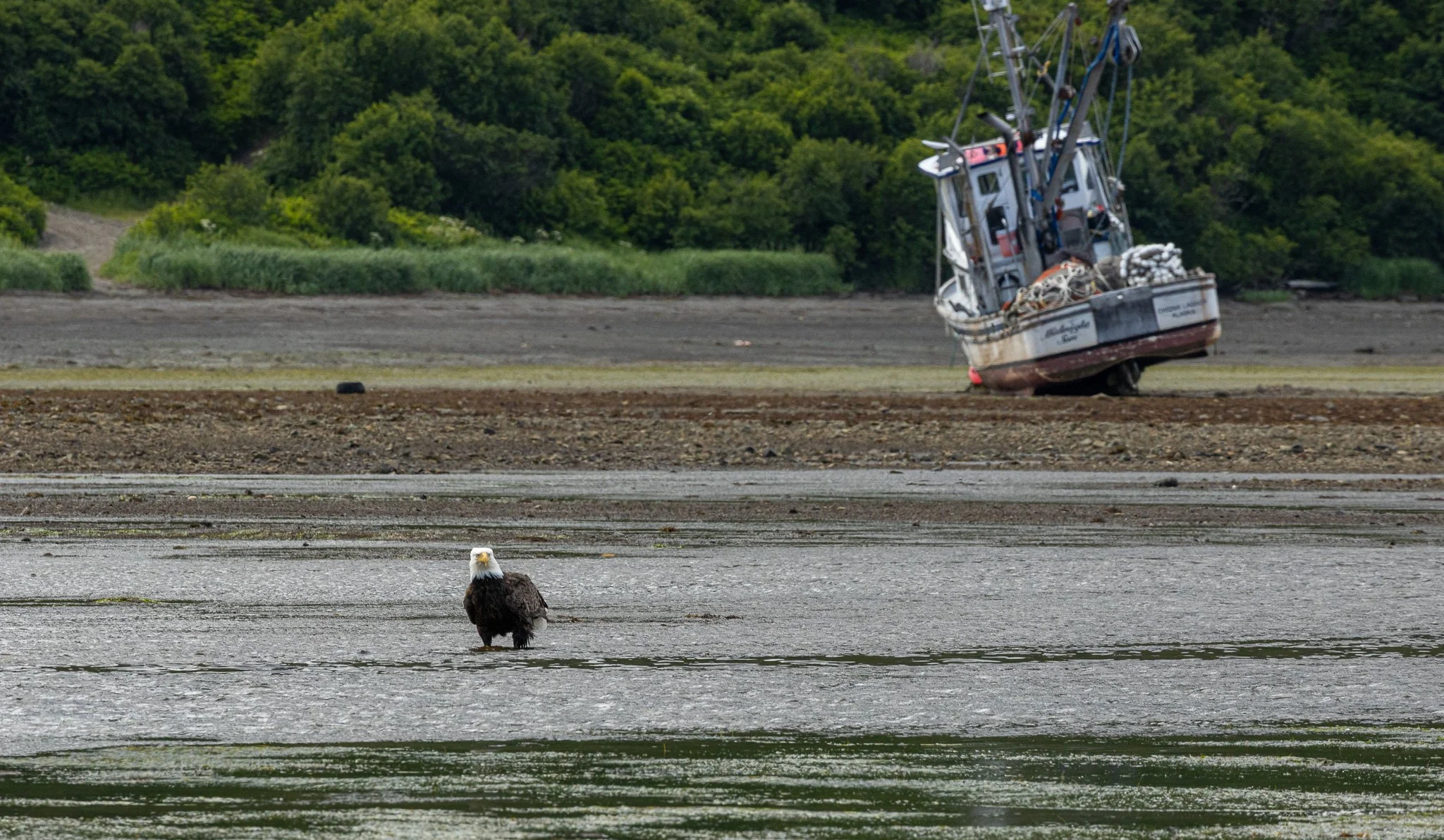 Bald Eagle at low tide with dry boat in the background.