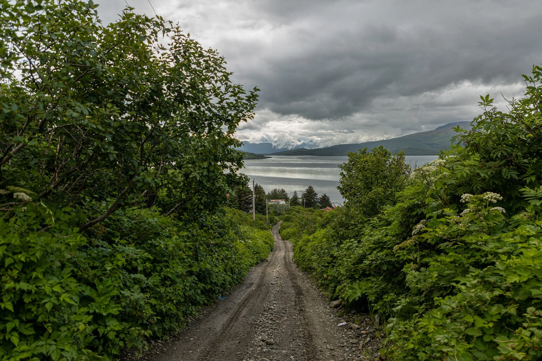 Road down to the Lagoon with lots of Salmonberry plants on either side.