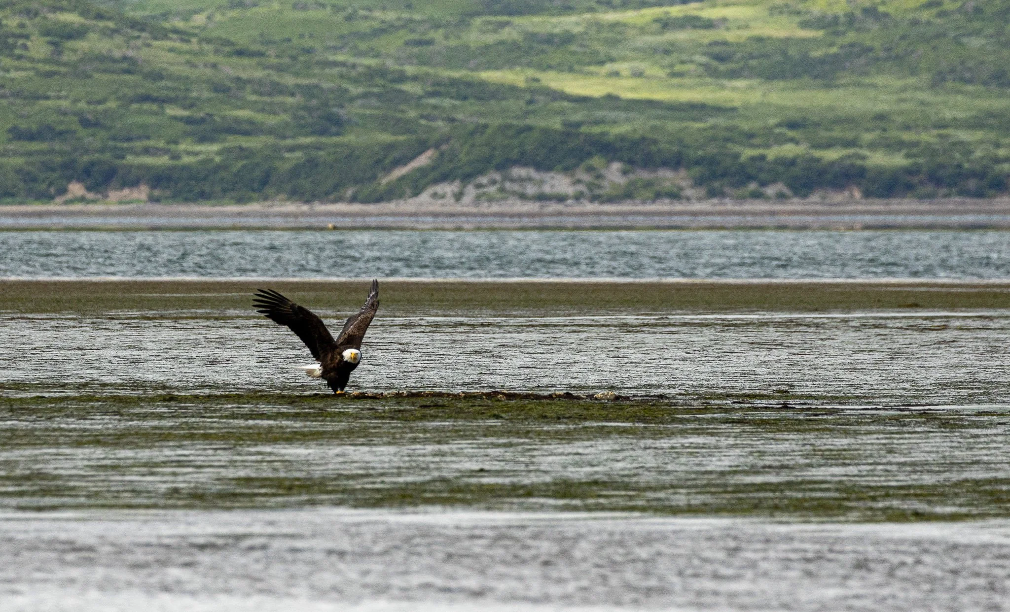 Bald Eagle on the beach.