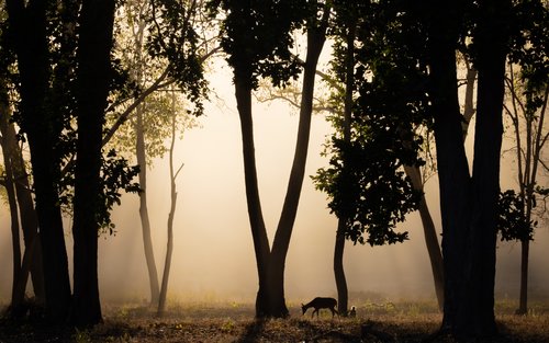 Wildlife-Landscape-32-resize.jpg