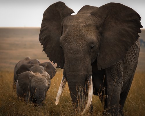 Wildlife-Landscape-07.jpg