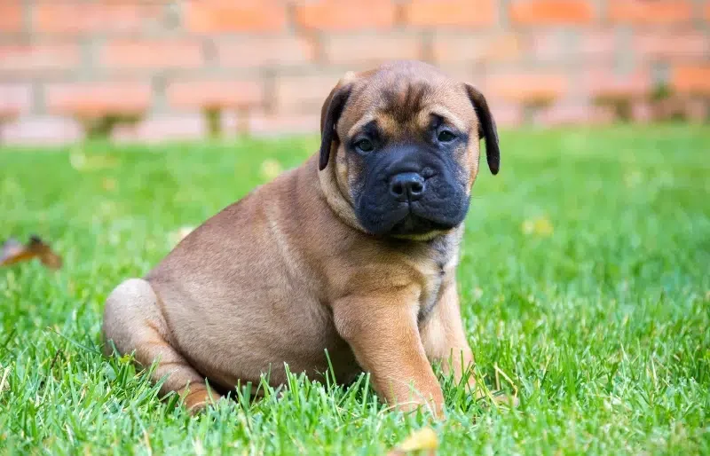 bullmastiff-puppy-sitting-on-the-grass_Sergey-Lavrentev-Shutterstock_344353874.webp
