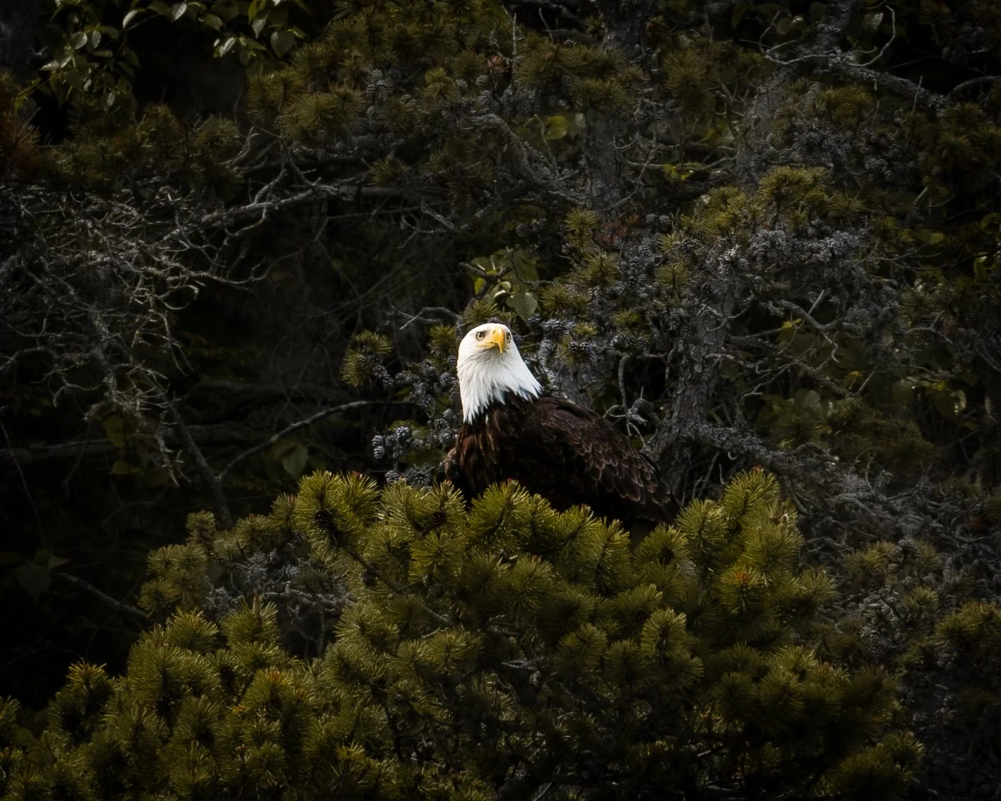 Alaska