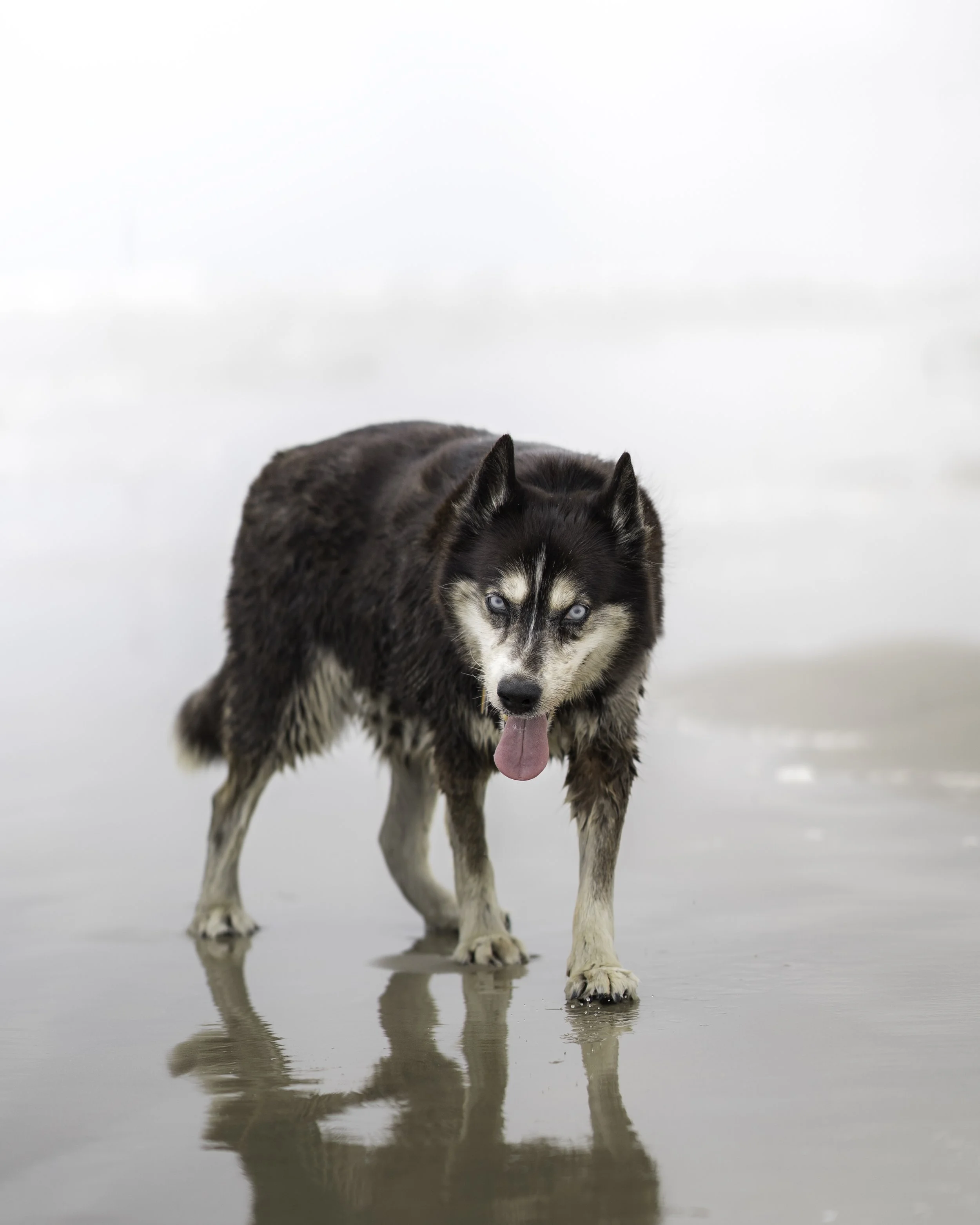 Pet Photography