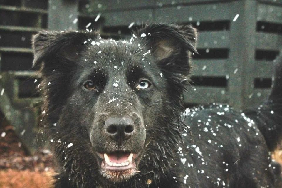 Layla Sage, Shetland Sheepdog Mix and my best friend