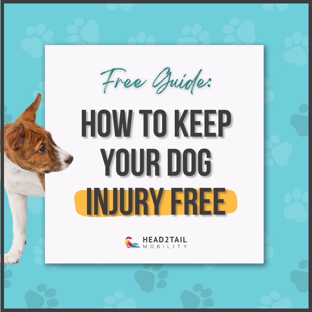 free guide: how to keep your dog injury free